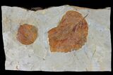 Two Fossil Leaves ( Zizyphoides And Davidia) - Montana #120833-1